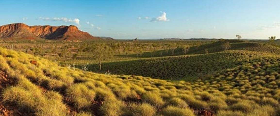 Central Australian landscape dominated by Tjanpi, photo by Sara Winter